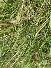 Orgichneumon calcatorius