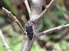 Acmaeodera vandykei