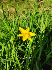 Narcisseae
