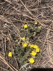 Potentilla concinna