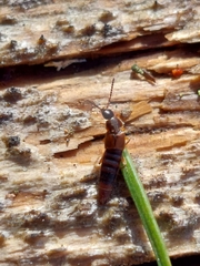 Oxypoda spectabilis