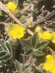 Potentilla concinna