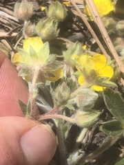 Potentilla concinna