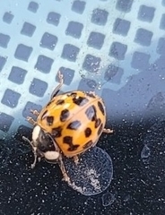 Harmonia axyridis