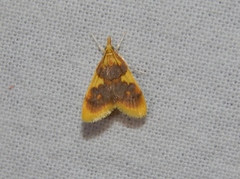 Sameodesma xanthocraspia