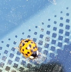 Harmonia axyridis