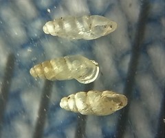 Carychium exile