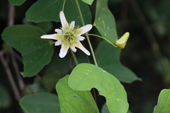Passiflora bicornis