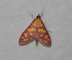 Stenochora lancinalis