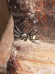 Latonigena auricomis