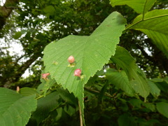 Tetraneura