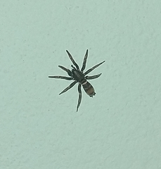 Latonigena auricomis