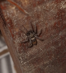 Latonigena auricomis