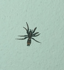 Latonigena auricomis