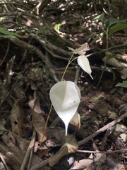 Pterocarpus officinalis