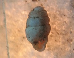 Vertigo gouldii