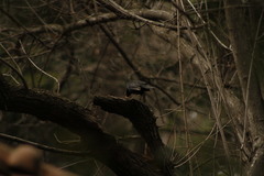 Turdus merula