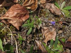 Glandora diffusa