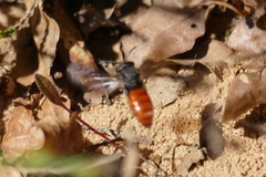 Sphecodes albilabris
