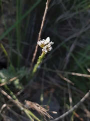 Arabis planisiliqua