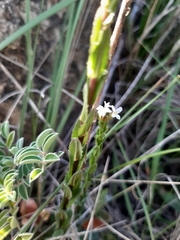 Arabis planisiliqua