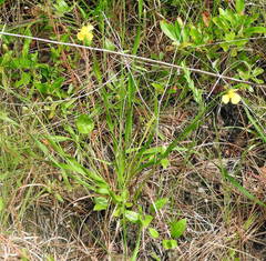 Xyris platylepis