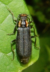 Cantharinae