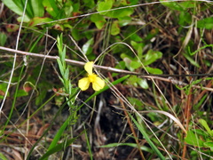 Xyris platylepis
