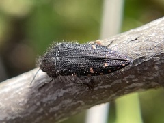 Acmaeodera vandykei