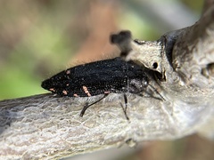 Acmaeodera vandykei