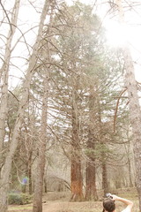 Sequoiadendron giganteum