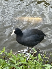 Hawaiian Coot photo 5