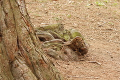 Sequoiadendron giganteum