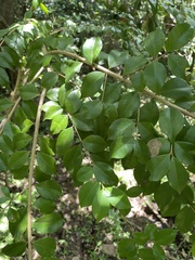 Eugenia biflora