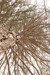 Sequoiadendron giganteum