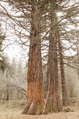 Sequoiadendron giganteum