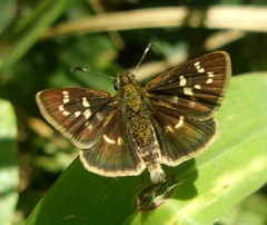 Dardarina daridaeus