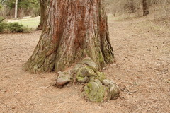 Sequoiadendron giganteum