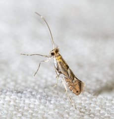 Phyllonorycter aeriferella