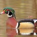 Wood Duck - Photo (c) Bob, some rights reserved (CC BY-NC), uploaded by Bob