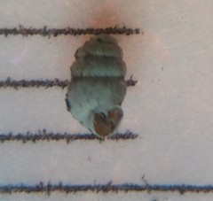 Vertigo gouldii