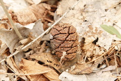 Sequoiadendron giganteum