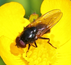 Cheilosia albitarsis