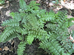 Adiantum latifolium