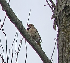 Colaptes auratus