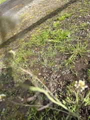 Arabidopsis thaliana