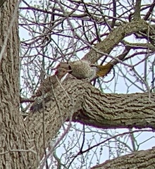 Colaptes auratus