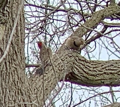 Colaptes auratus