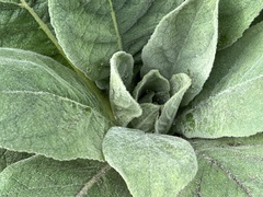 Verbascum thapsus