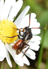 Nomada fabriciana